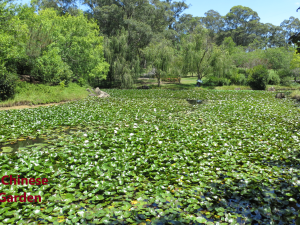 Chinese Garden -Fagan Park