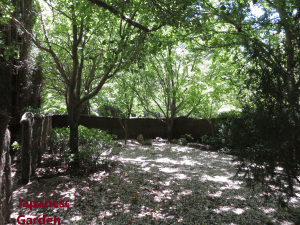 Japanese Garden- Galston